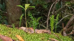 This tiny fern has the largest genome of any organism on Earth