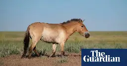 Wild horses return to Kazakhstan steppes after absence of two centuries