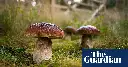 Mushroom pickers urged: Avoid Amazon foraging books, appear to be written by AI