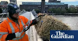 Millennium Bridge workers hang straw bales after ancient bylaw triggered