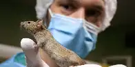 Illegal lab containing bioengineered mice infected with HIV and herpes in Cali